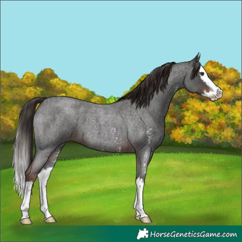 Horse Color:Liver Red Roan Sabino Splash 