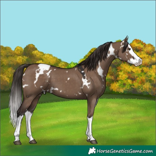 Horse Color:White Spotted Liver Red Dun Splash 