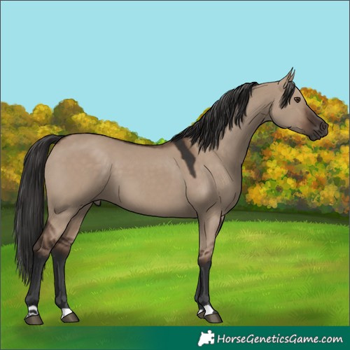 Horse Color:Liver Red Dun 
