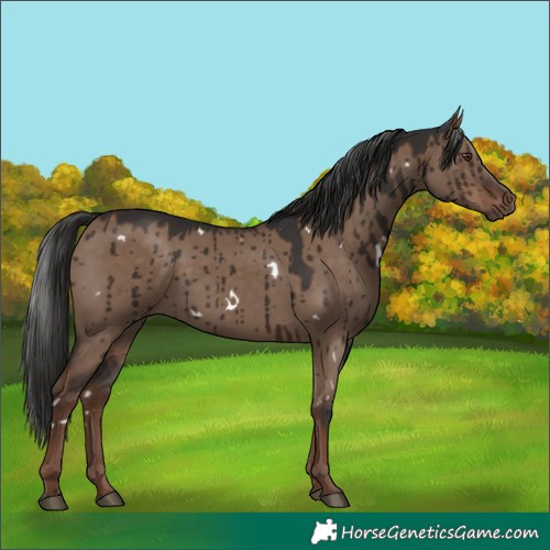 Horse Color:White Spotted Liver Red Dun Brindle 