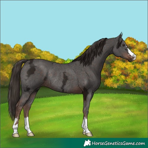 Horse Color:Liver Chestnut Ice Rabicano 