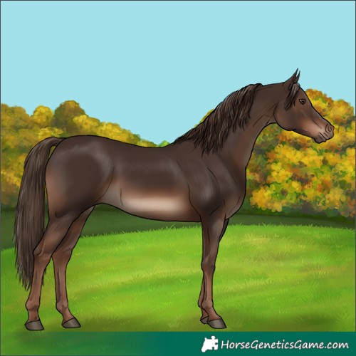 Horse Color:Liver Chestnut 