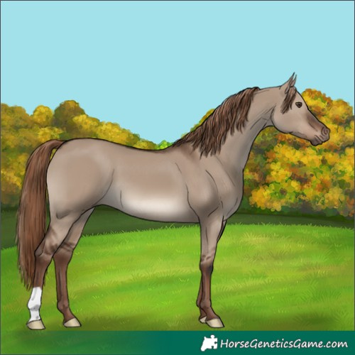 Horse Color:Liver Red Dun 