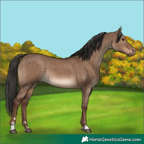 Horse Color:Liver Red Dun 