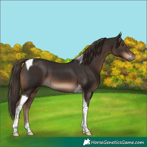 Horse Color:Liver Chestnut Tobiano 
