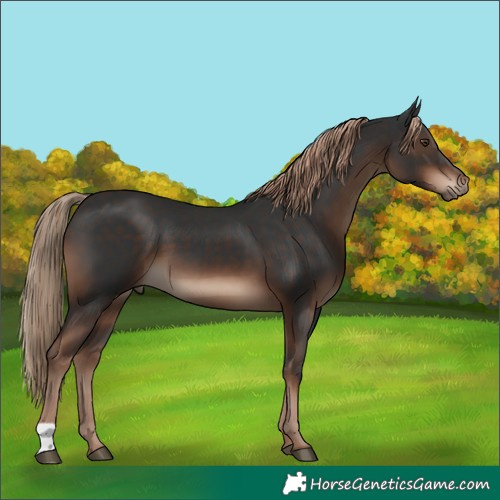 Horse Color:Liver Chestnut 