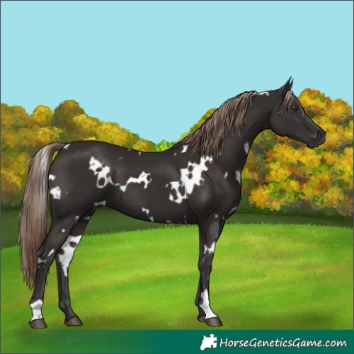 Horse Color:White Spotted Liver Chestnut 