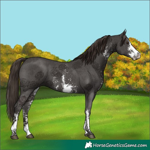 Horse Color:Liver Chestnut Sabino 