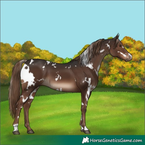 Horse Color:White Spotted Liver Chestnut 