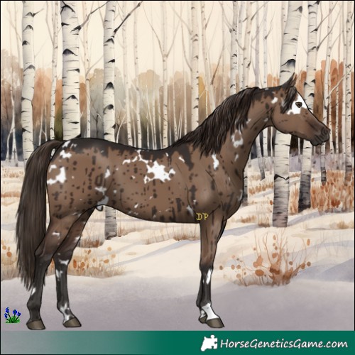 Horse Color:White Spotted Liver Red Dun Brindle 