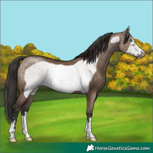 Horse Color:Liver Red Dun Frame 