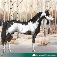 Horse Color:Liver Chestnut Frame 