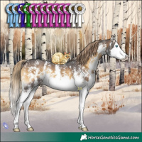 Horse Color:Chocolate Palomino Onyx Sabino Splash