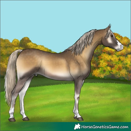 Horse Color:Chocolate Palomino Onyx Mushroom 