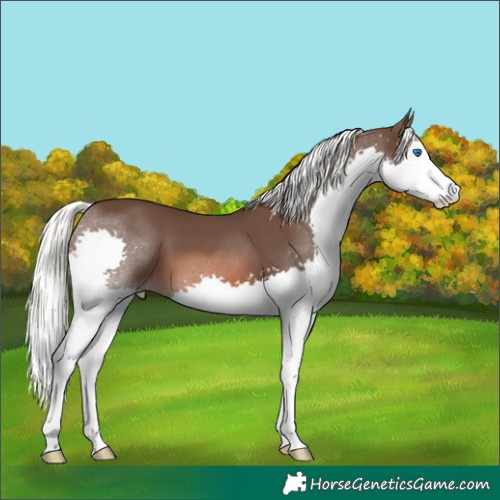 Horse Color:Liver Chestnut Mushroom Splash 