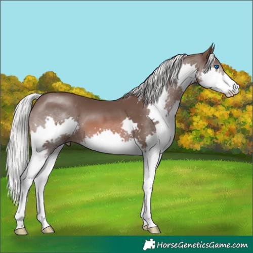Horse Color:Liver Chestnut Mushroom Splash 
