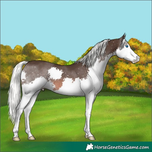 Horse Color:Liver Chestnut Mushroom Splash 