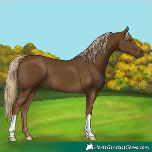 Horse Color:Chocolate Palomino Mushroom 