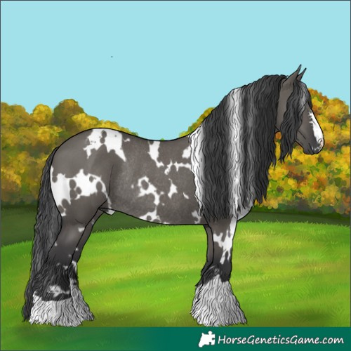 Horse Color:White Spotted Grullo Rabicano 