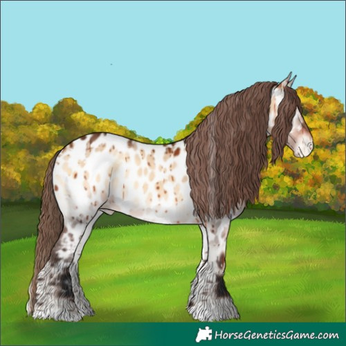 Horse Color:White Spotted Bay Onyx Appaloosa Brindle 