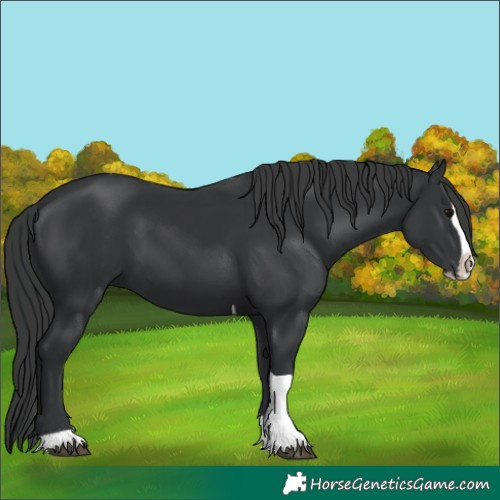 Horse Color:Black Splash Tobiano 