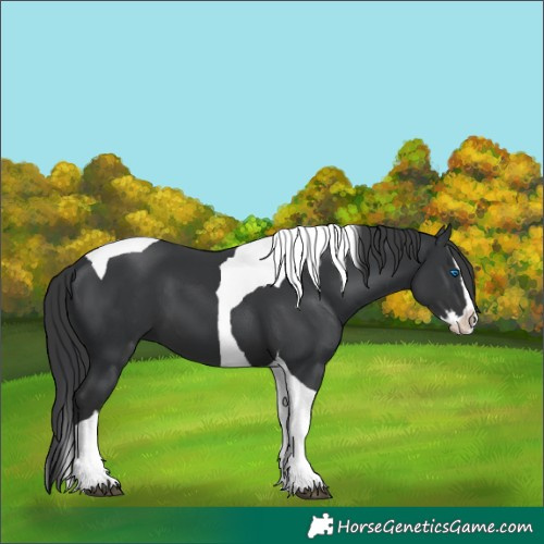 Horse Color:Black Splash Tobiano 
