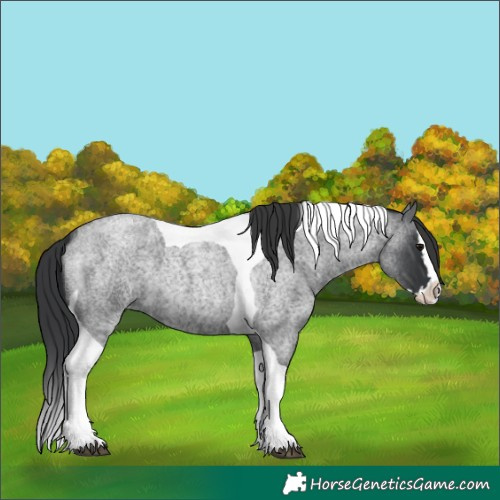 Horse Color:Blue Roan Splash Tobiano