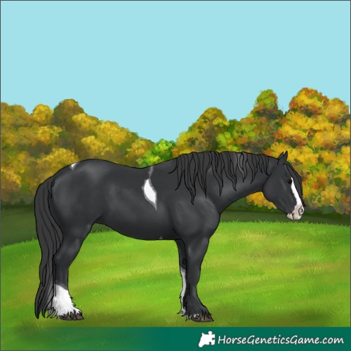 Horse Color:Black Splash Tobiano