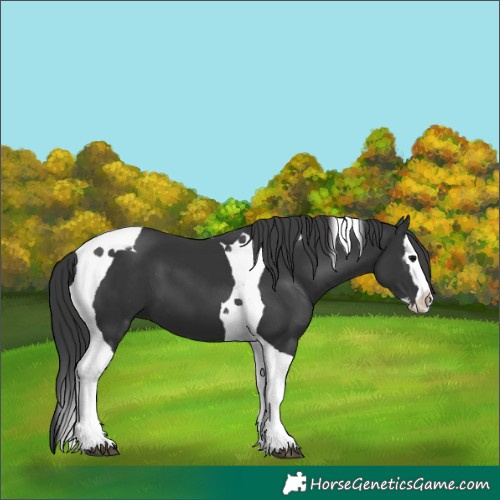 Horse Color:Black Splash Tobiano 