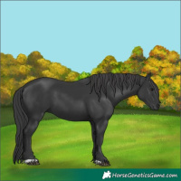 Horse Color:Black 