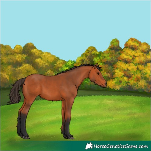 Horse Color:Bay 
