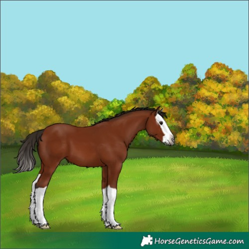Horse Color:Gray Bay Splash 