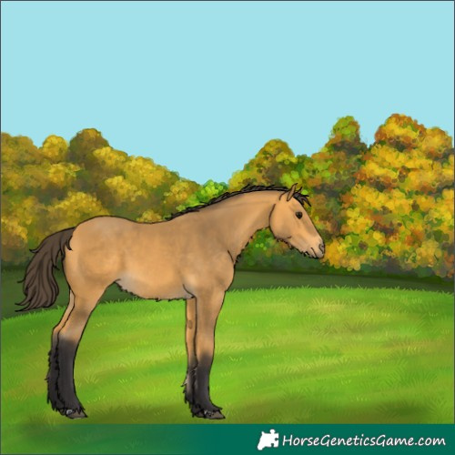 Horse Color:Buckskin 