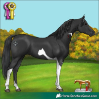 Horse Color:Black Tobiano 