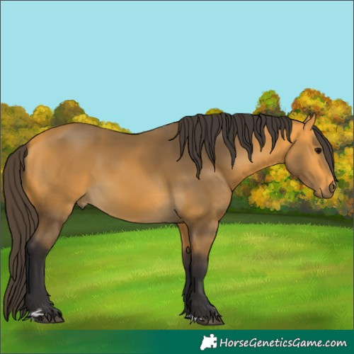 Horse Color:Buckskin 