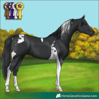 Horse Color:Black Tobiano 