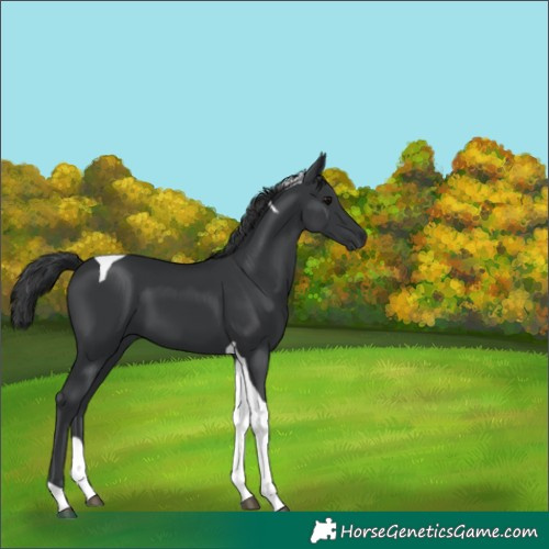 Horse Color:Black Tobiano 