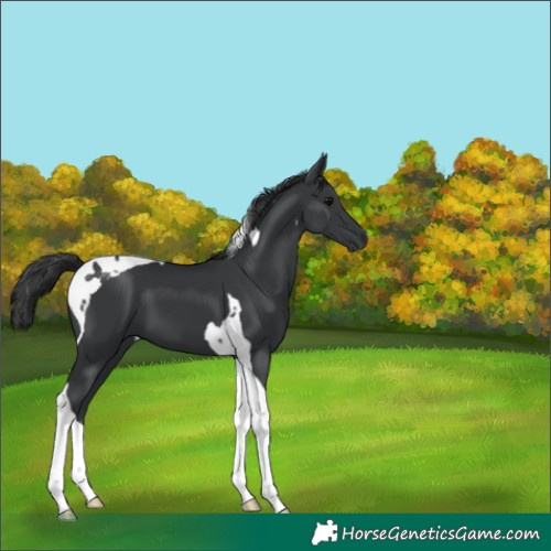 Horse Color:Black Tobiano 