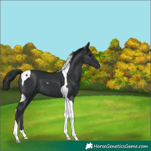 Horse Color:Black Tobiano 
