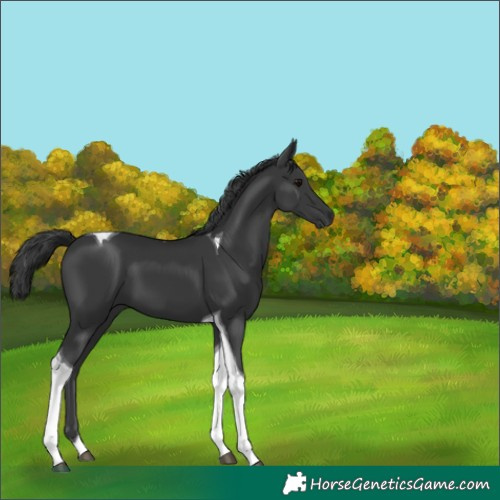 Horse Color:Black Tobiano 