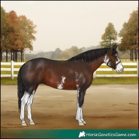 Horse Color:Liver Chestnut Sabino 