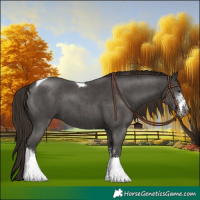 Horse Color:Liver Chestnut Sabino Tobiano