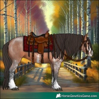 Horse Color:Bay Sabino 