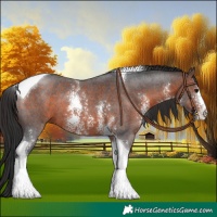 Horse Color:Brown Sabino Tobiano 