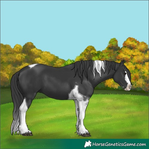Horse Color:Black Splash Tobiano
