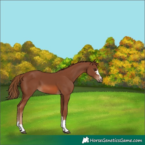Horse Color:Unknown 