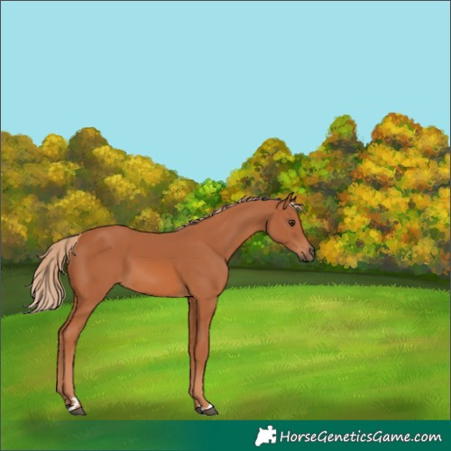 Horse Color:Unknown 