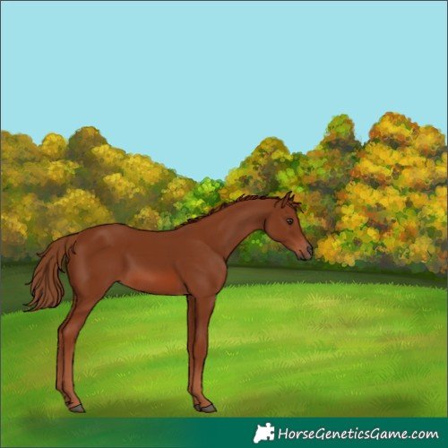 Horse Color:Unknown 