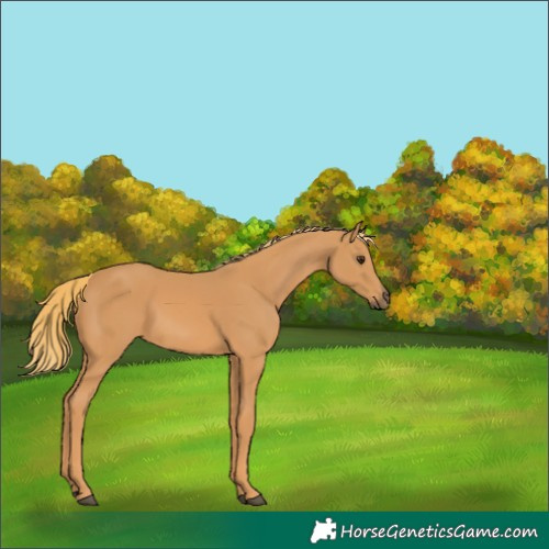 Horse Color:Unknown 