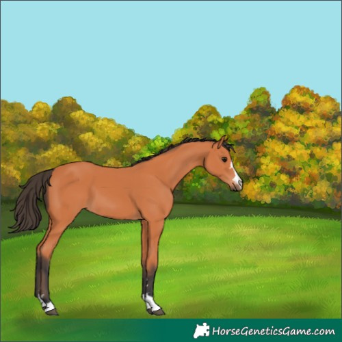 Horse Color:Unknown 